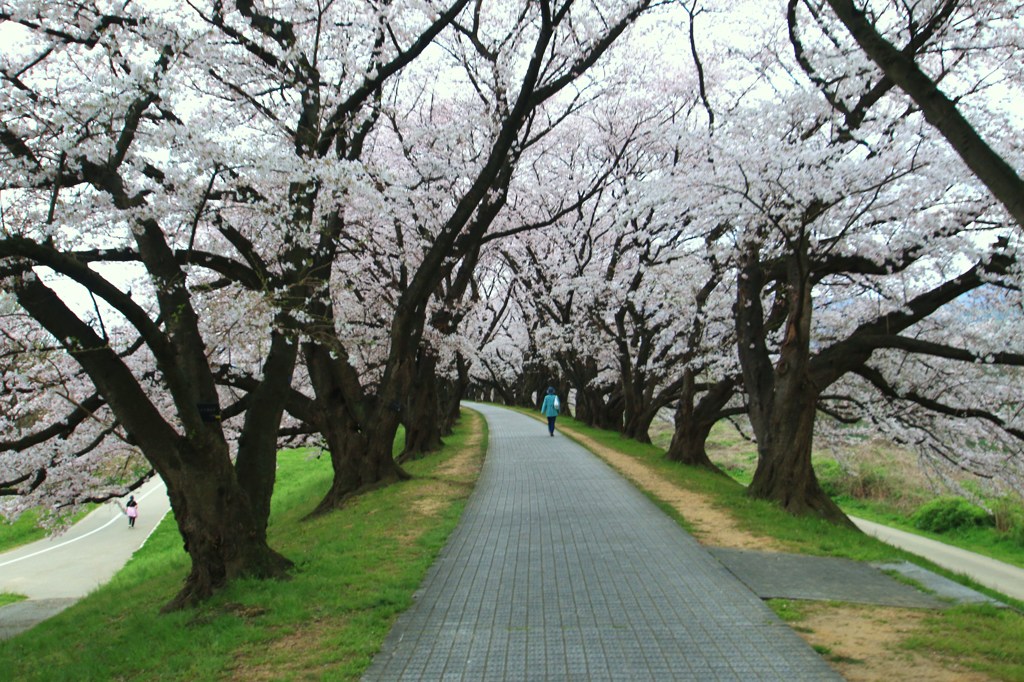 朝の散歩