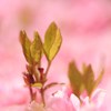 ピンクに染まる
