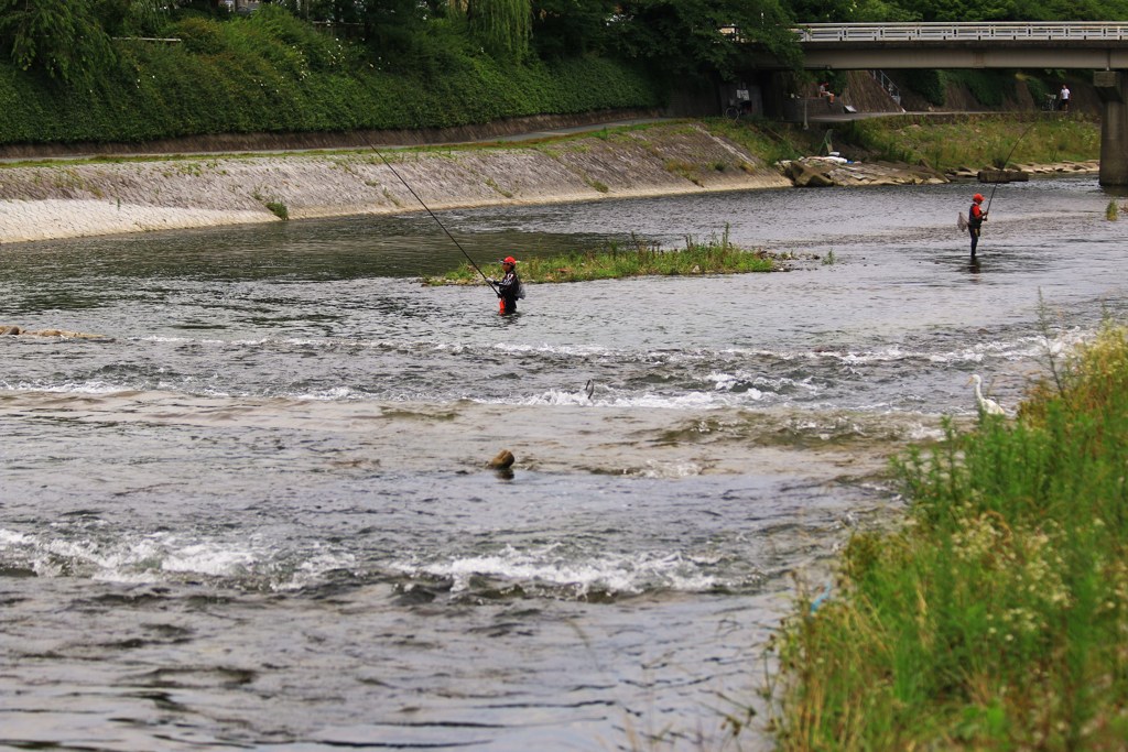 鴨川・鮎つり