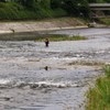 鴨川・鮎つり