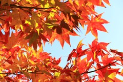 モミジ晴れ