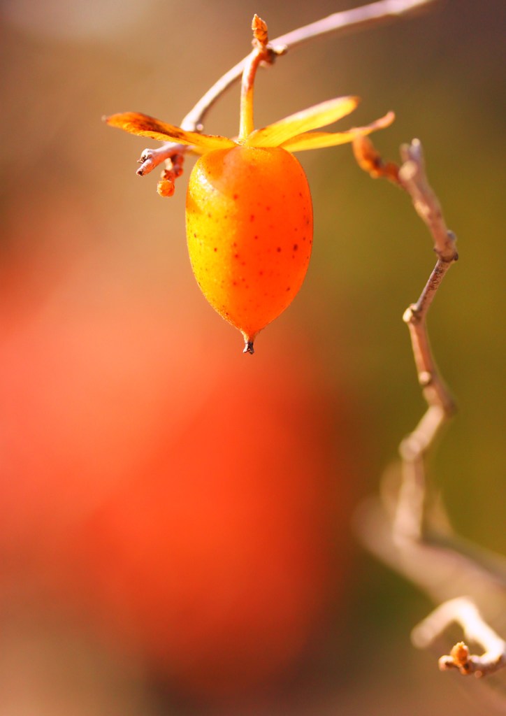 紅柿