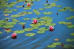 初夏の花