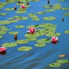 初夏の花