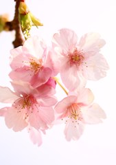 桜　色