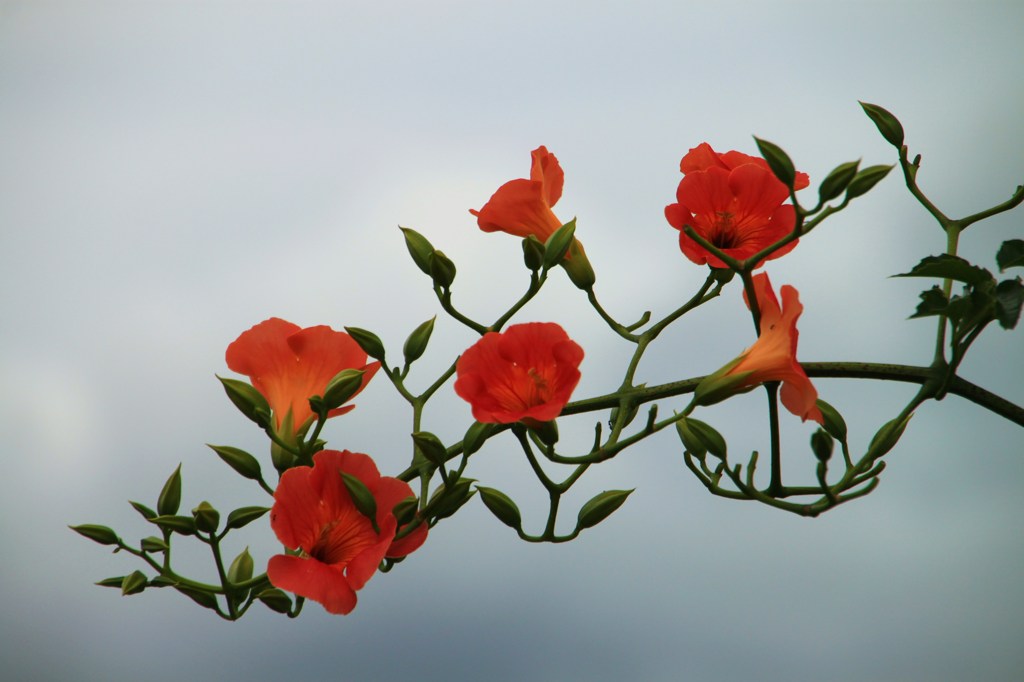 花かんざし