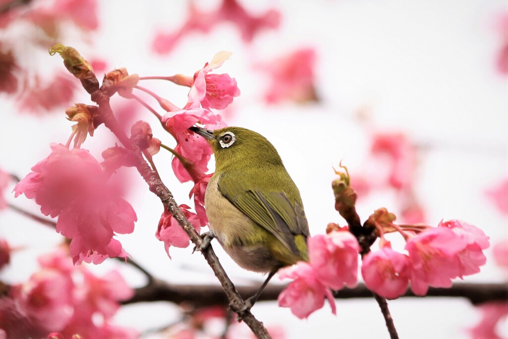 河津桜の味