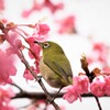 河津桜の味