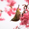 華から華へ