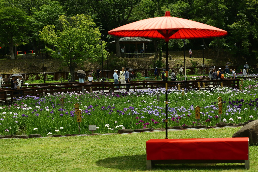 花菖蒲園