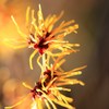 春の花火
