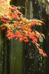 色づき始めた紅葉＊永観堂＊