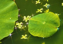 水辺の輝き