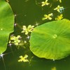 水辺の輝き