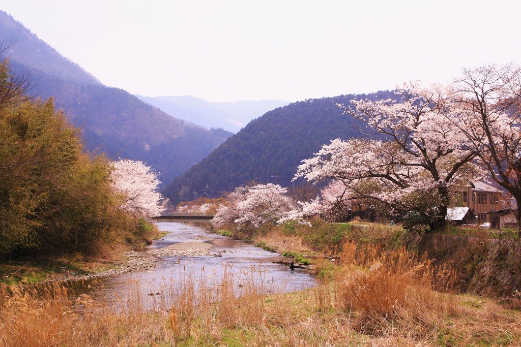 大原高野川桜堤①
