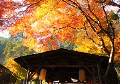 紅葉の雨