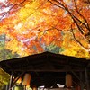 紅葉の雨