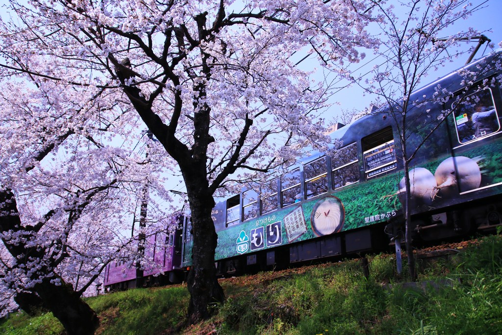 桜と嵐電”京漬物”