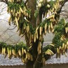 ダイコンのなる木