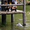 オヤツタイム・アオサギと共に