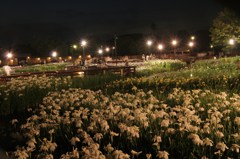夜の園