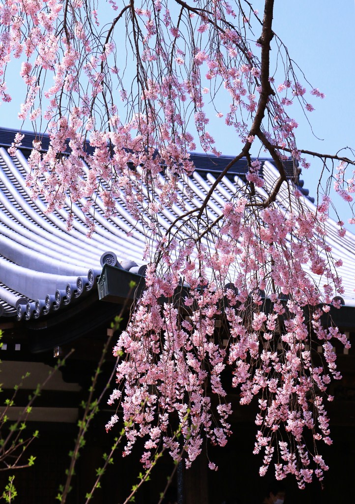 枝垂れ桜＊＊