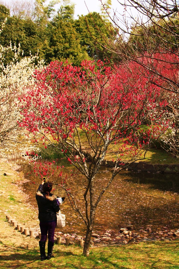 ☆梅を見て　むかし一句　いまスマホ