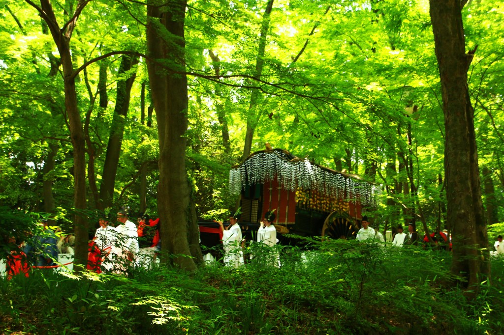 新緑を行く牛車