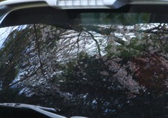 虚　桜