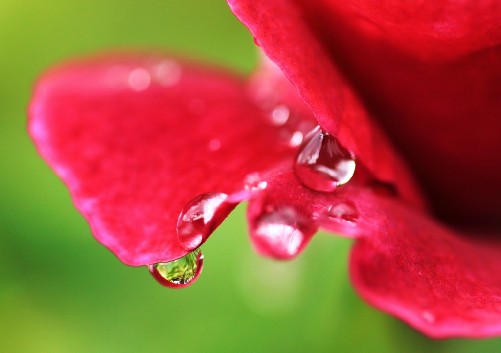 雨だれ