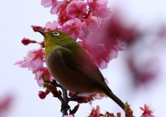 お花見