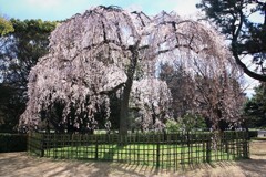 御所の桜満開
