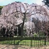 御所の桜満開