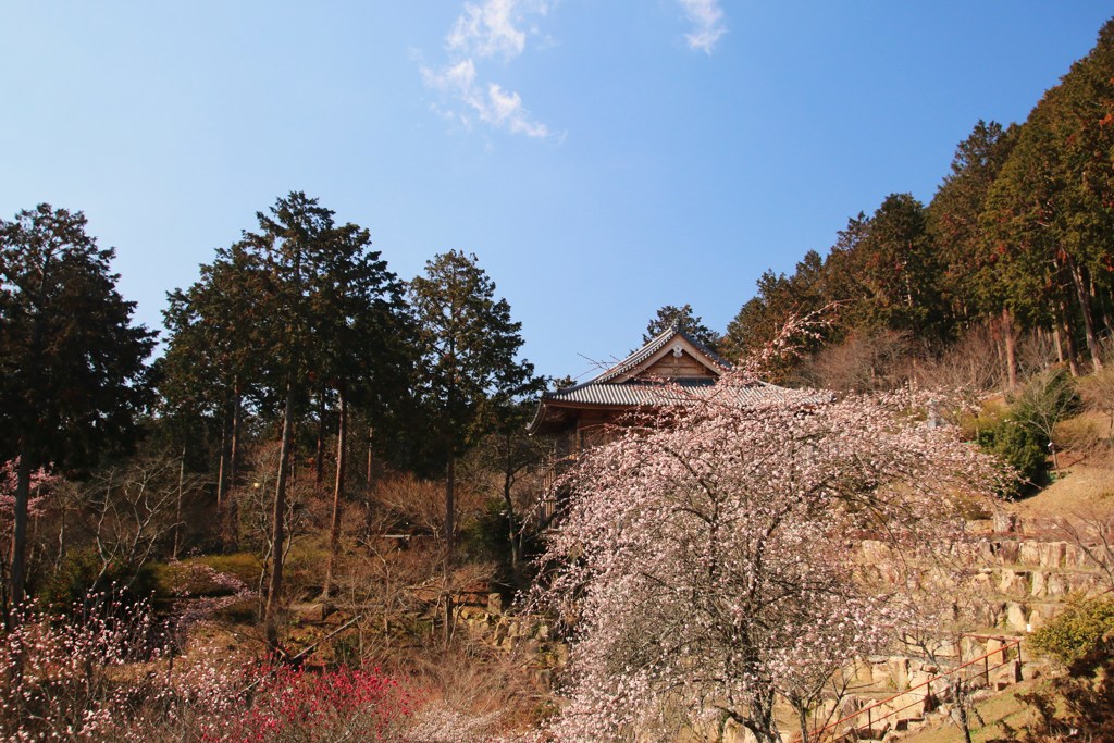 石山寺梅林