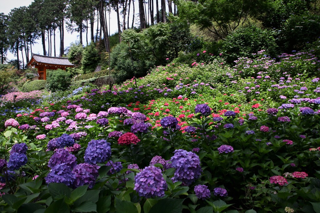 三室戸寺・アジサイ園