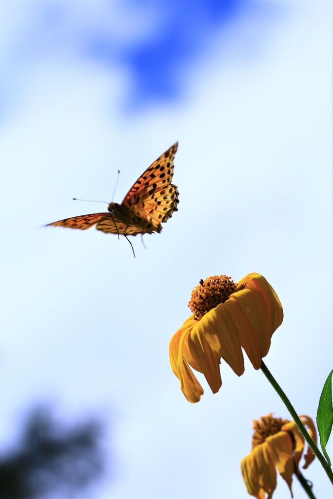 秋空に飛ぶ