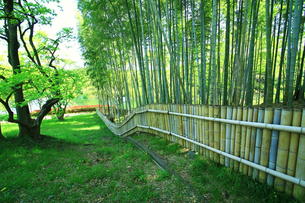 竹林に風が吹く