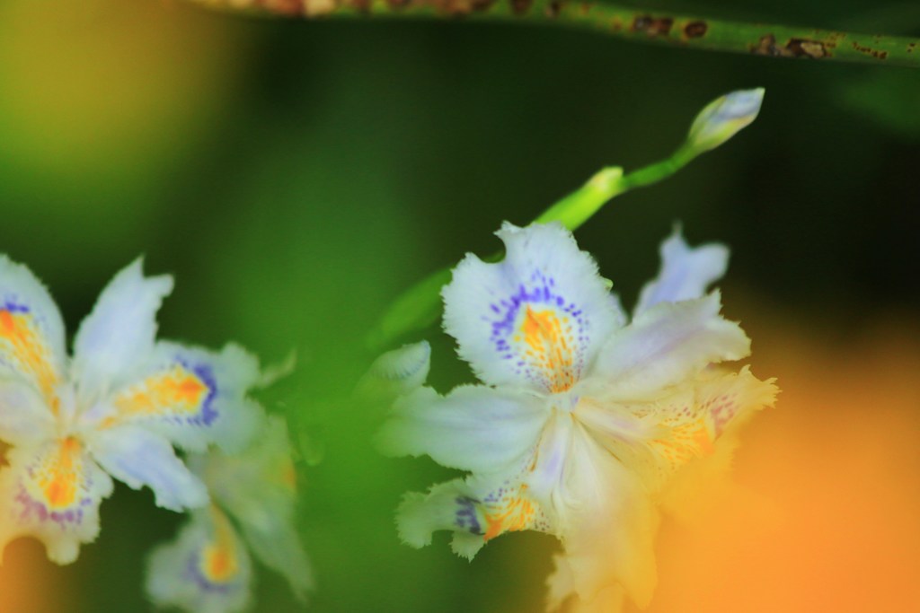 出遅れた花たち①