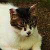 ネコノヒゲ③