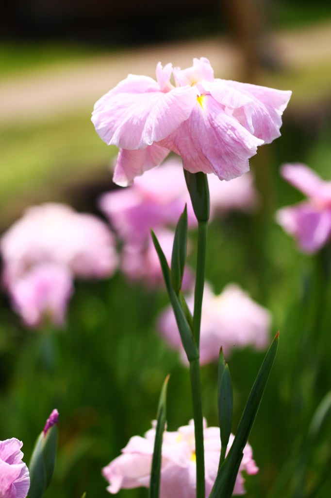 輝く花菖蒲