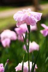 輝く花菖蒲