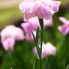 輝く花菖蒲