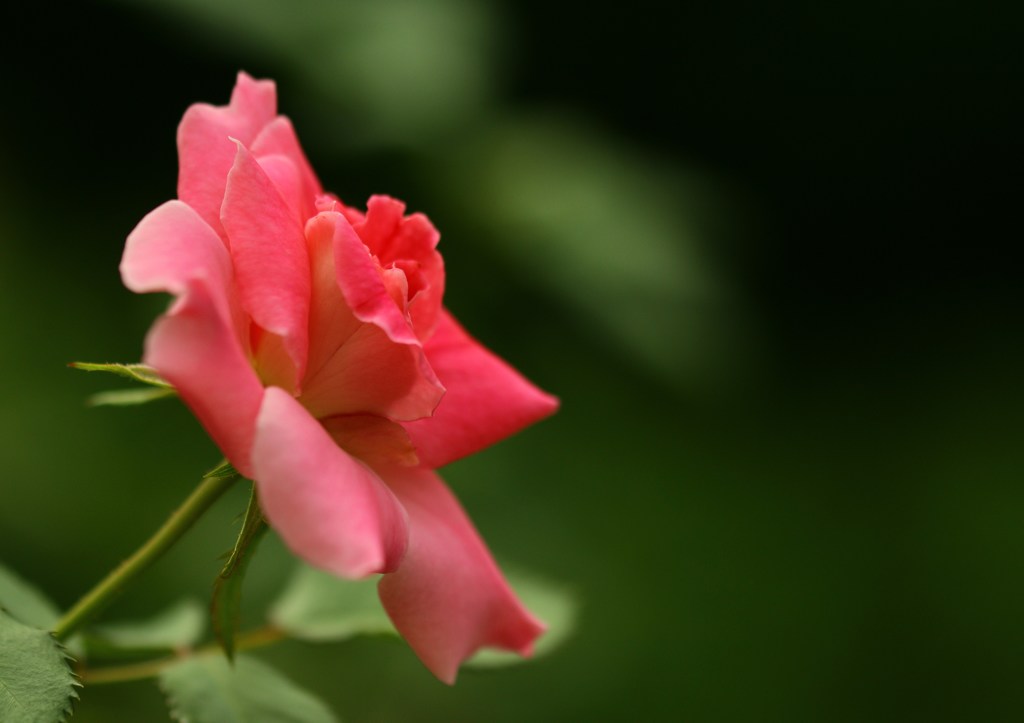 秋薔薇