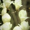 白い首かざり
