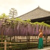 藤を愛でる