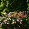 夏の華