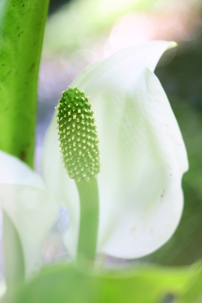 花で迎える令和＊ミズバショウ＊