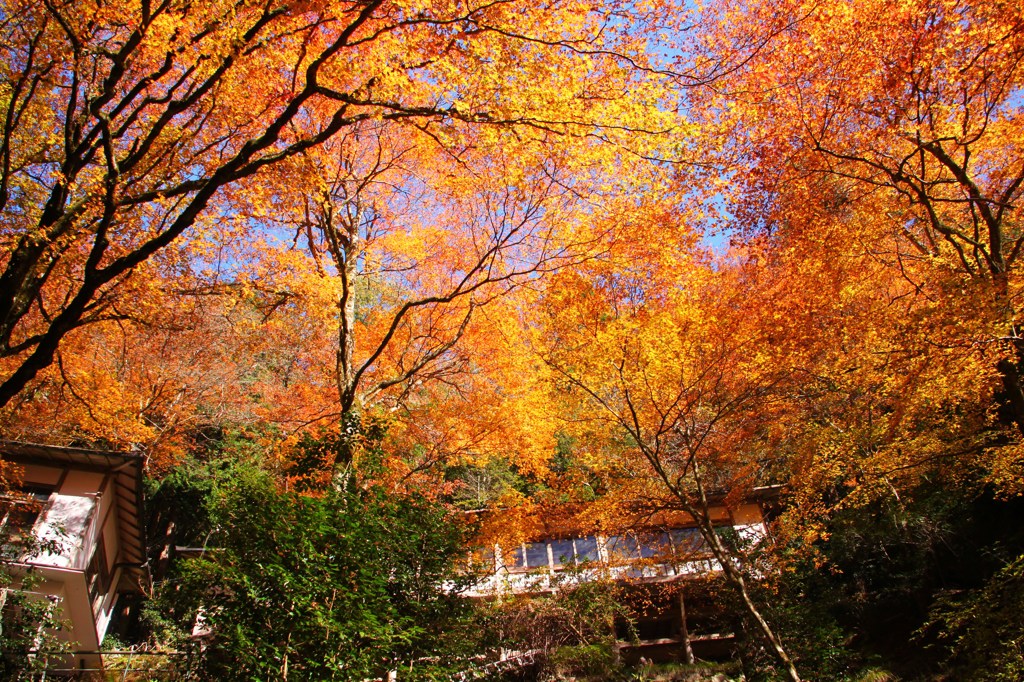 紅に覆われた館