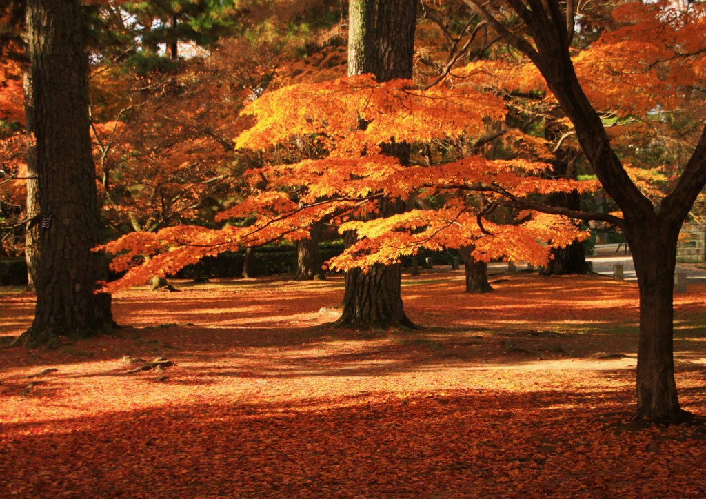 紅織絨毯