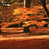 紅織絨毯